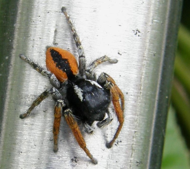 Maschio di Philaeus chrysops - Noale (VE)